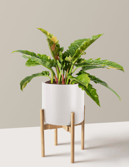 Philodendron Ring of Fire