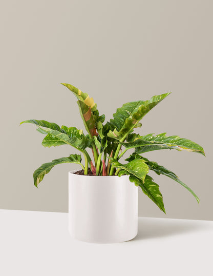 Philodendron Ring of Fire