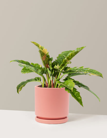 Philodendron Ring of Fire