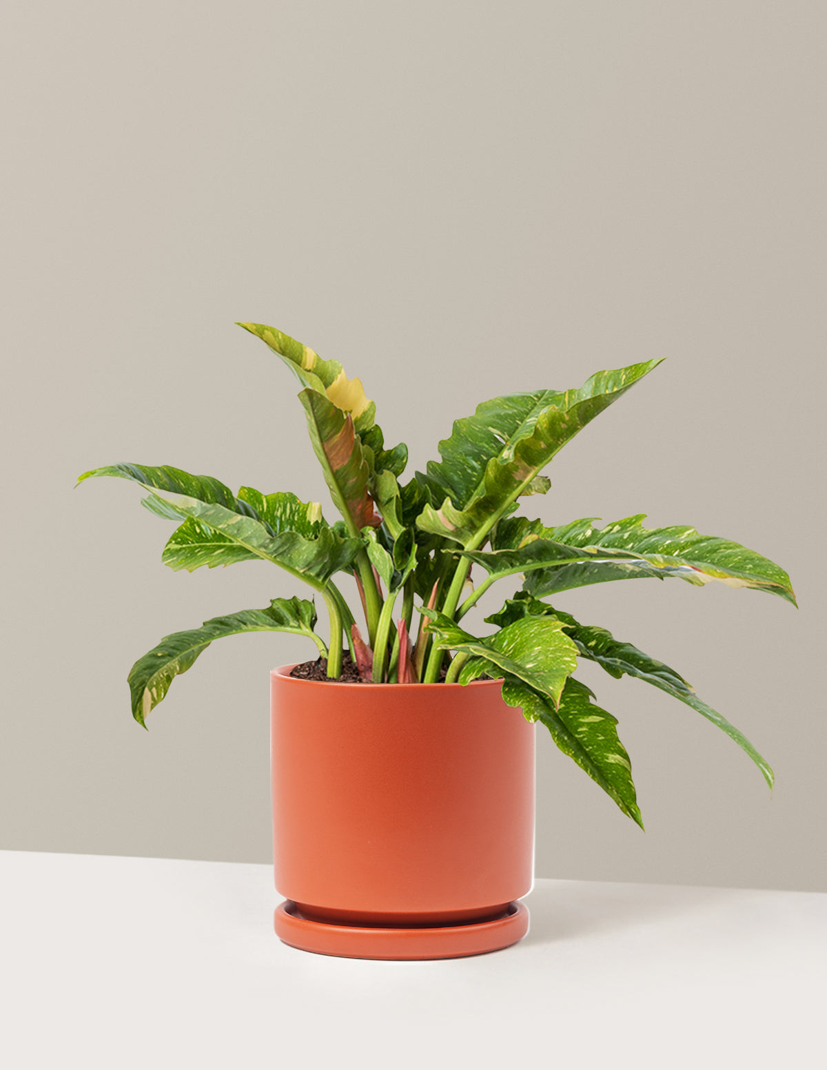 Philodendron Ring of Fire