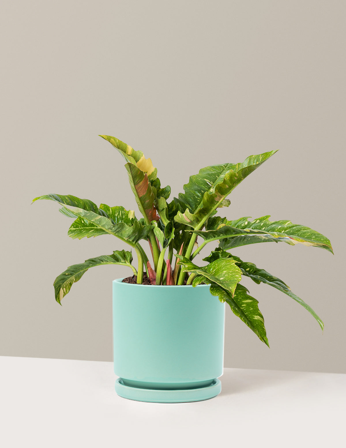Philodendron Ring of Fire