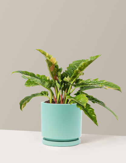 Philodendron Ring of Fire