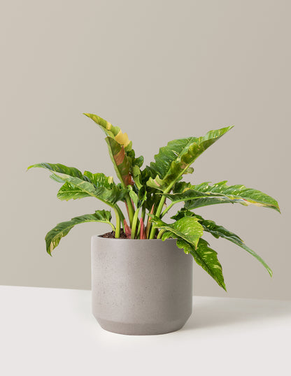 Philodendron Ring of Fire