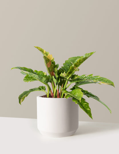 Philodendron Ring of Fire