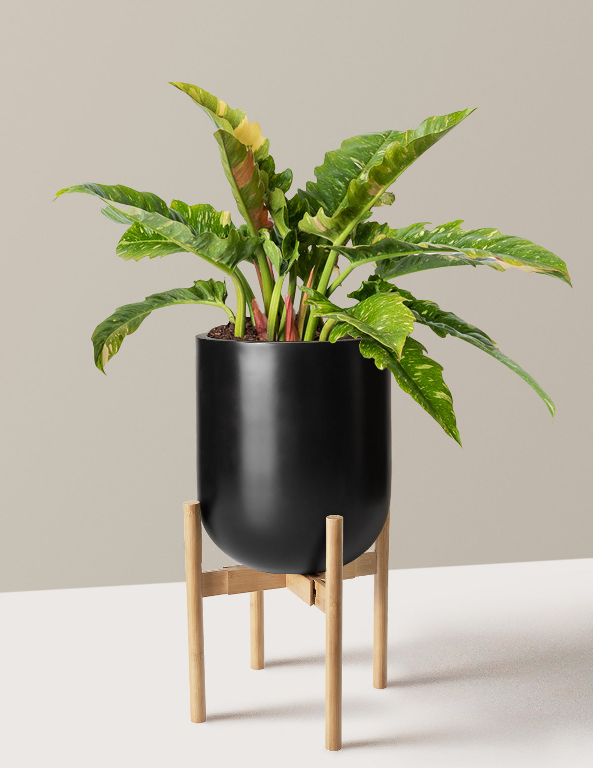 Philodendron Ring of Fire
