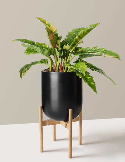 Philodendron Ring of Fire