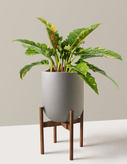 Philodendron Ring of Fire