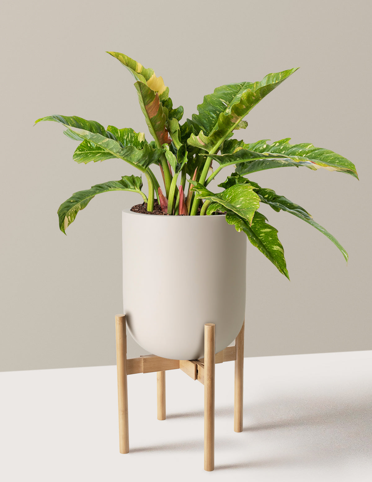 Philodendron Ring of Fire