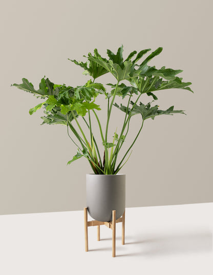 Large Philodendron Selloum Hope