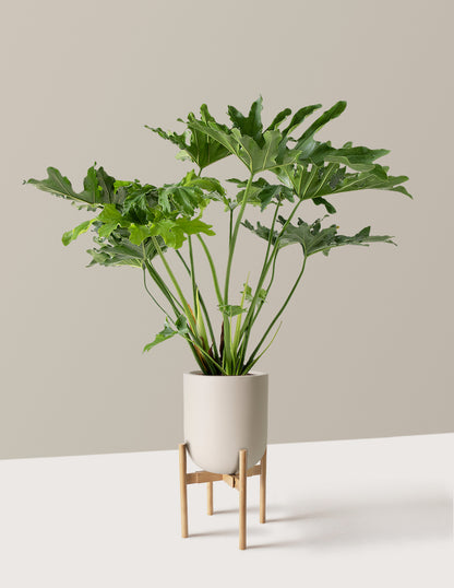 Large Philodendron Selloum Hope