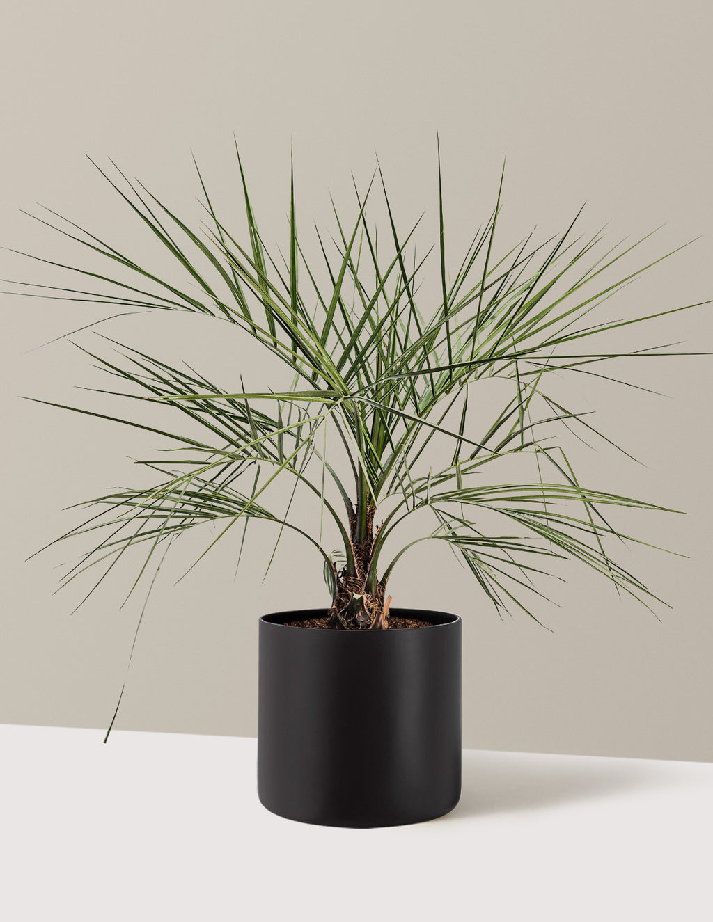 bundle | 3 Gallon | Agnes | Black
