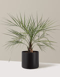 bundle | 3 Gallon | Agnes | Black