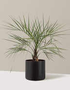 bundle | 3 Gallon | Agnes | Black