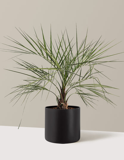Pindo Palm