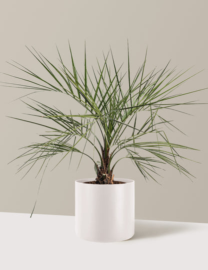 Pindo Palm
