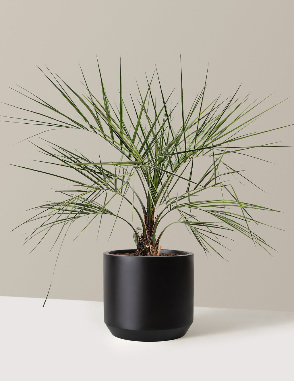 bundle | 3 Gallon | Mexia | Black