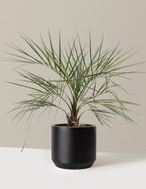 Pindo Palm