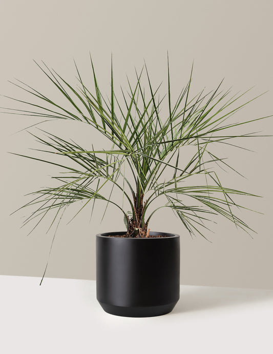 Pindo Palm