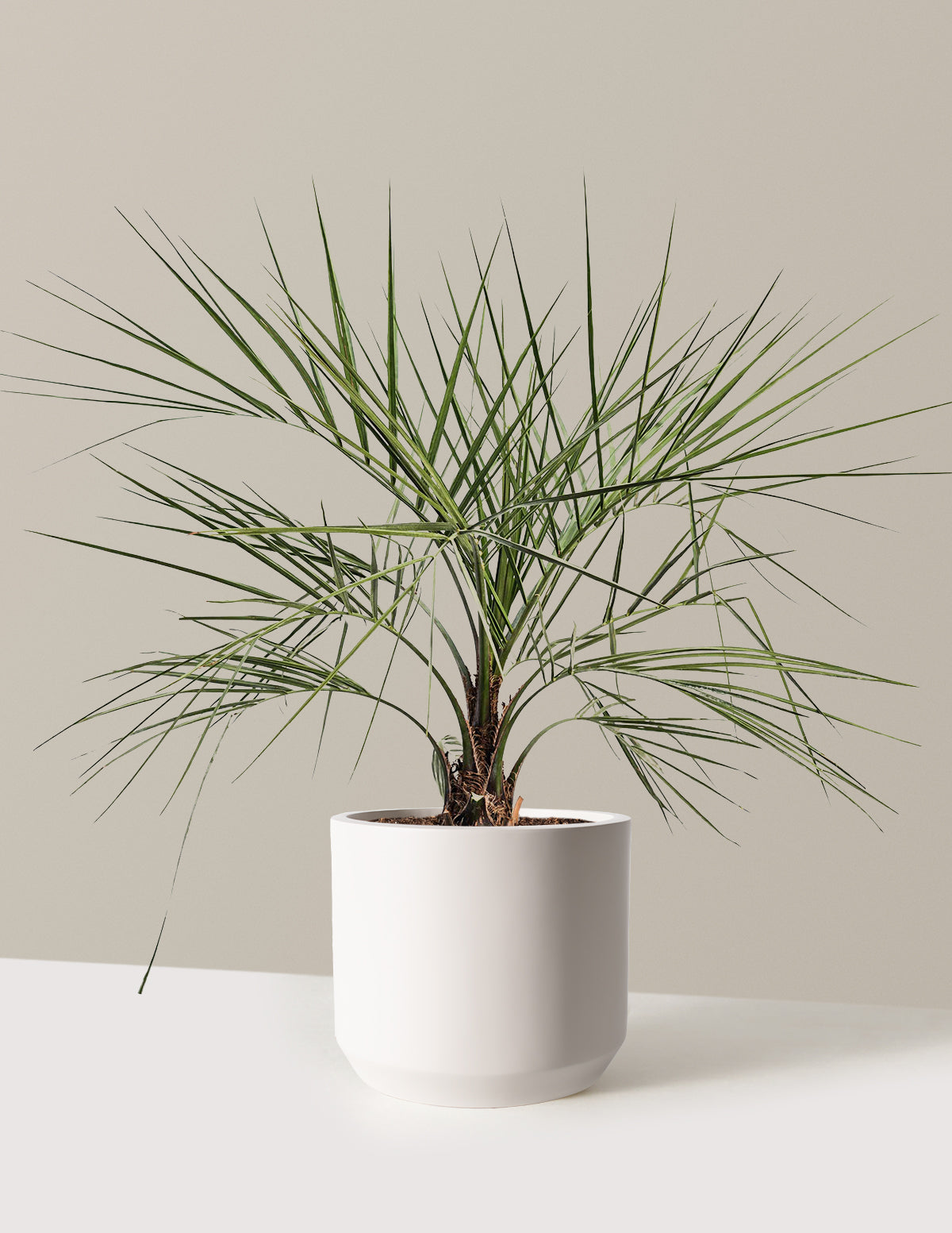 Pindo Palm