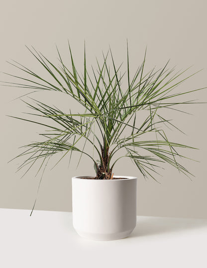 Pindo Palm