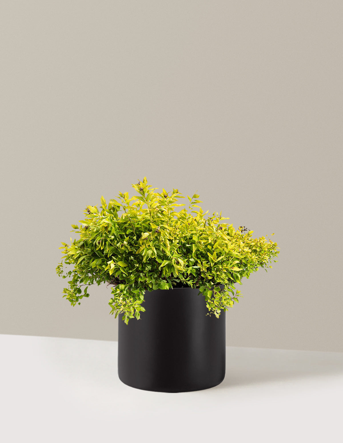 Pineapple Poprocks® Spiraea