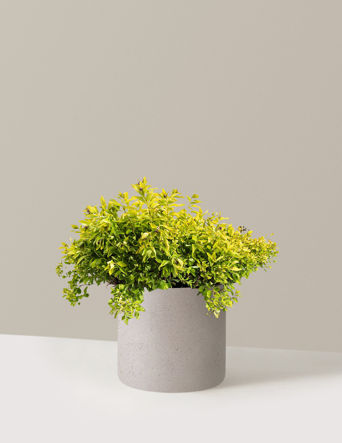 Pineapple Poprocks® Spiraea