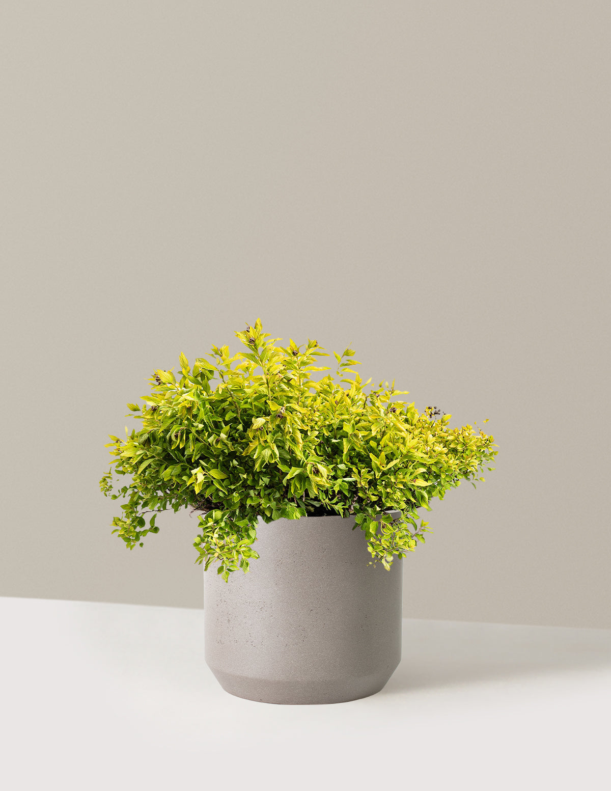 Pineapple Poprocks® Spiraea