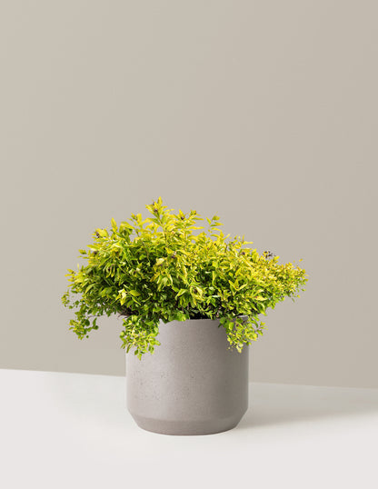Pineapple Poprocks® Spiraea