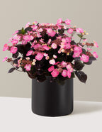 Pink Dynamo™ Hydrangea