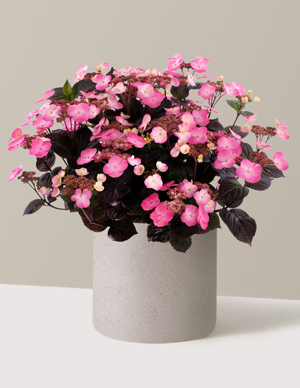 Pink Dynamo™ Hydrangea