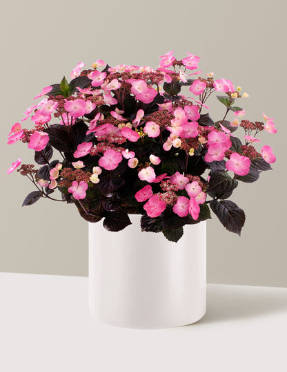 Pink Dynamo™ Hydrangea