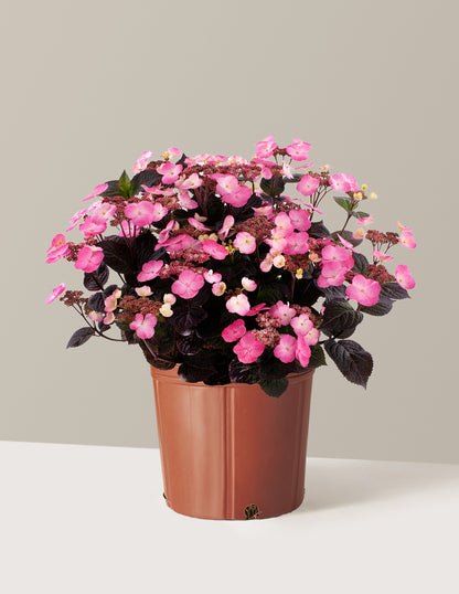Pink Dynamo™ Hydrangea