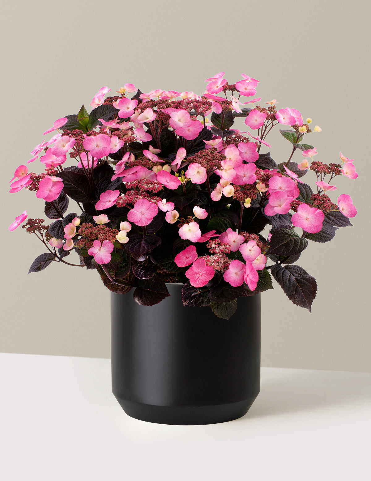 Pink Dynamo™ Hydrangea