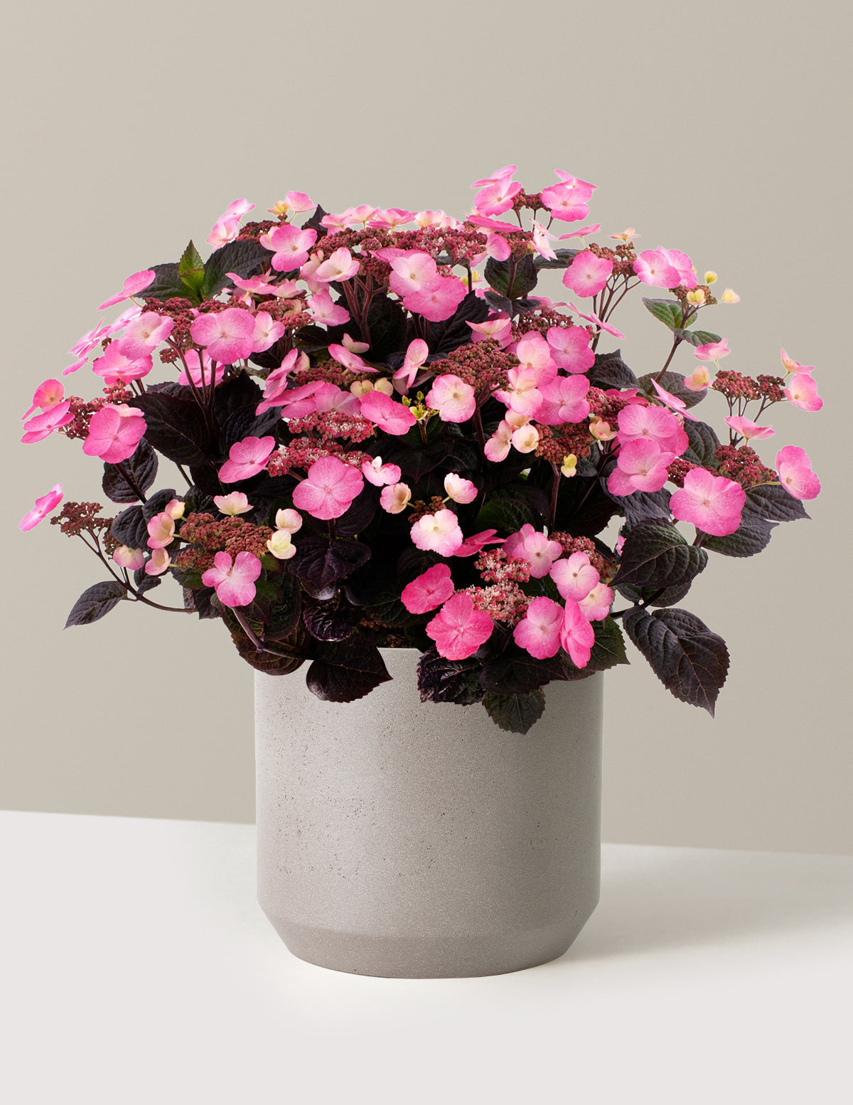 hydrangea pink plant Pink Dynamo™ Hydrangea