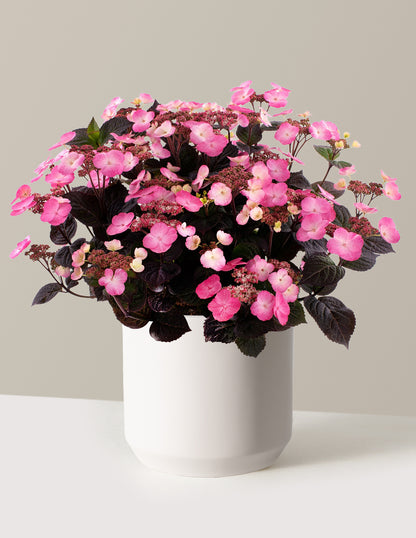Pink Dynamo™ Hydrangea