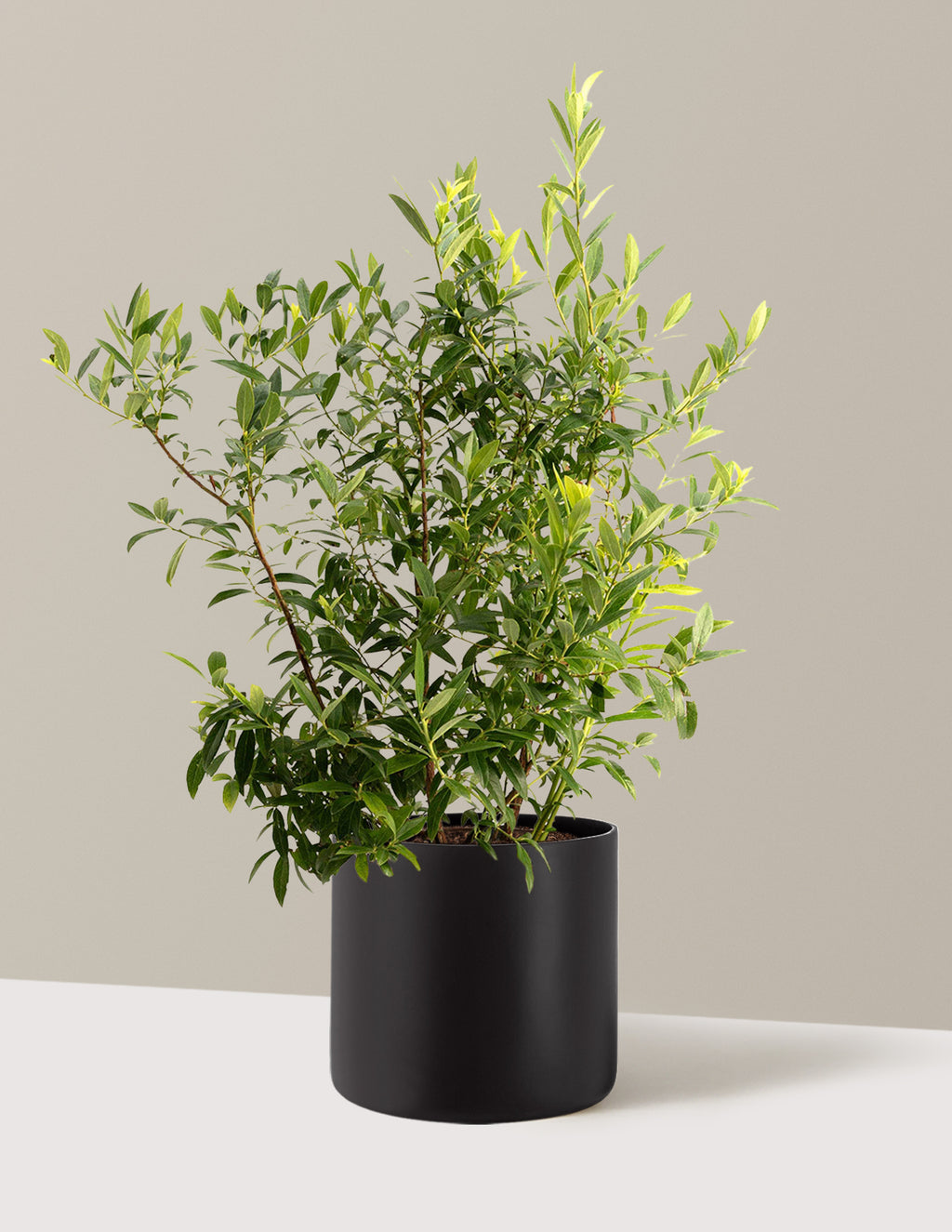 bundle | 3 Gallon - Single | Agnes | Black