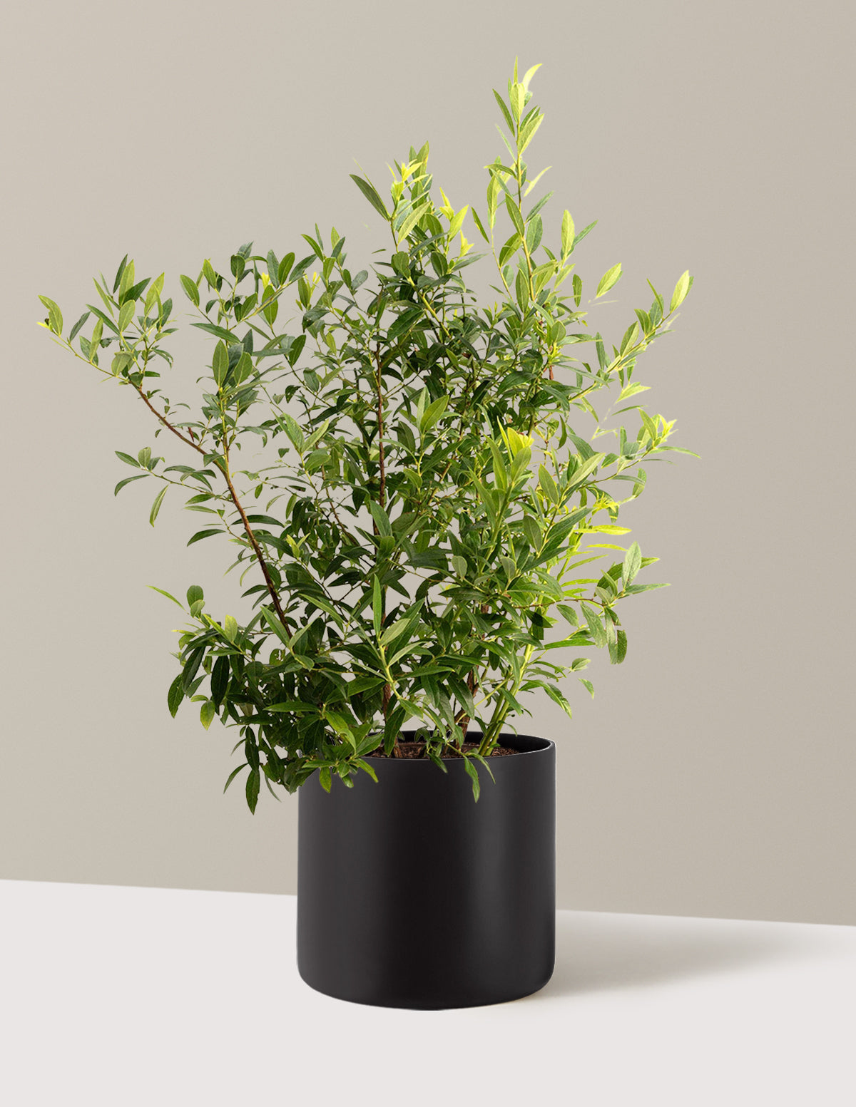 bundle | 3 Gallon - Single | Agnes | Black
