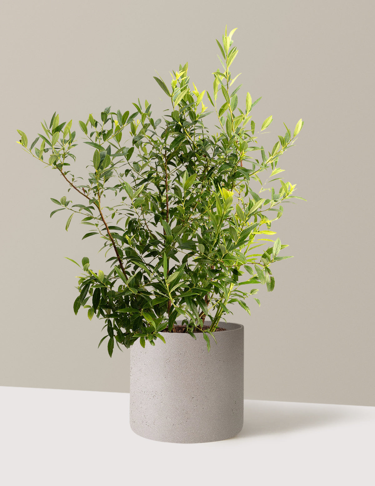 bundle | 3 Gallon - Single | Agnes | Cement Grey