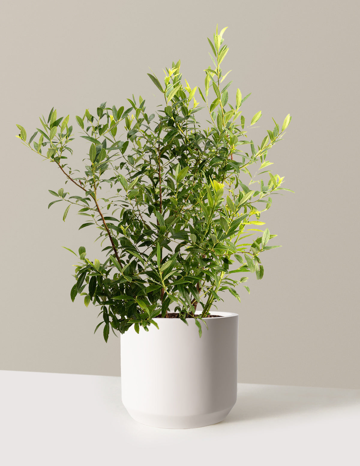 bundle | 1-2 ft. - Single | Mexia | Cream