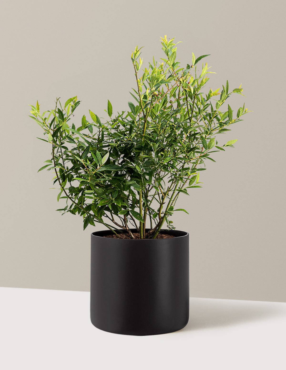 bundle | 2-3 ft. - Single | Agnes | Black