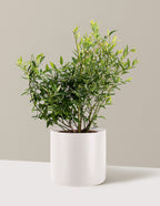 bundle | 3 Gallon - Single | Agnes | Cream
