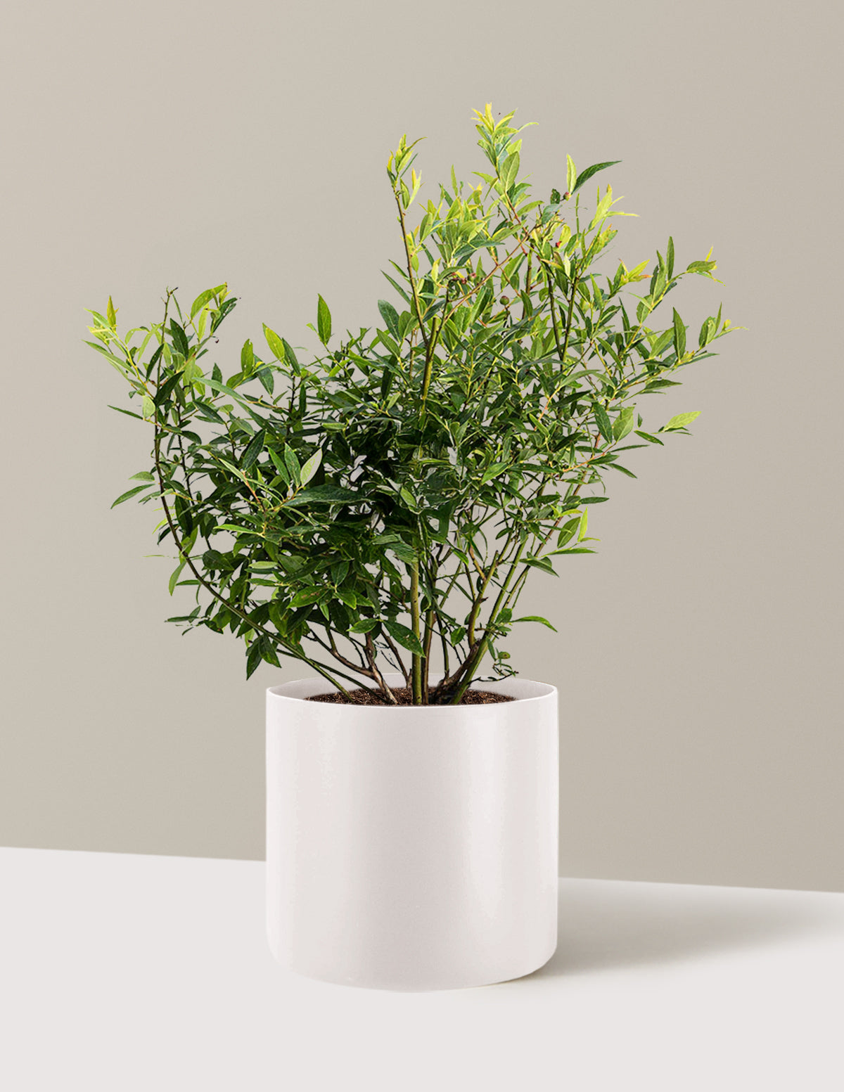 bundle | 3 Gallon - Single | Agnes | Cream