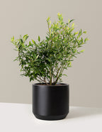 bundle | 3 Gallon - Single | Mexia | Black