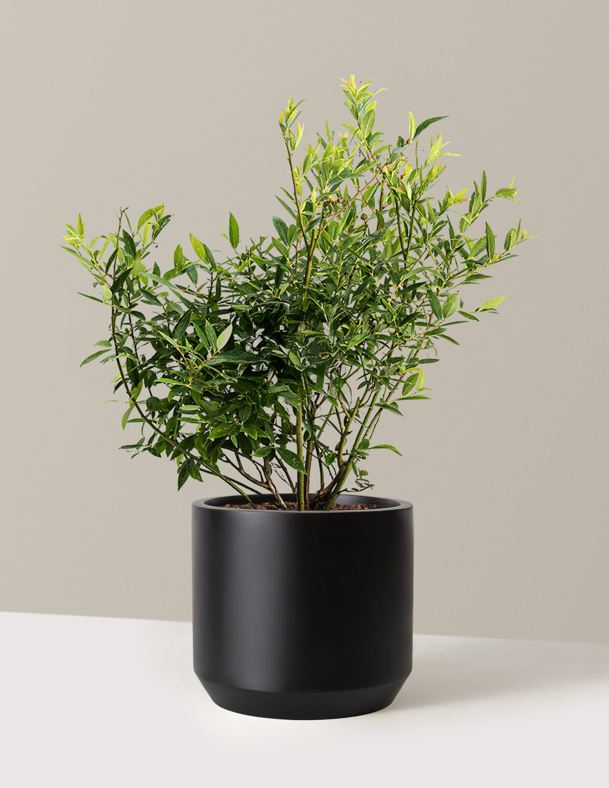 bundle | 3 Gallon - Single | Mexia | Black