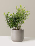 bundle | 3 Gallon - Single | Mexia | Cement Grey