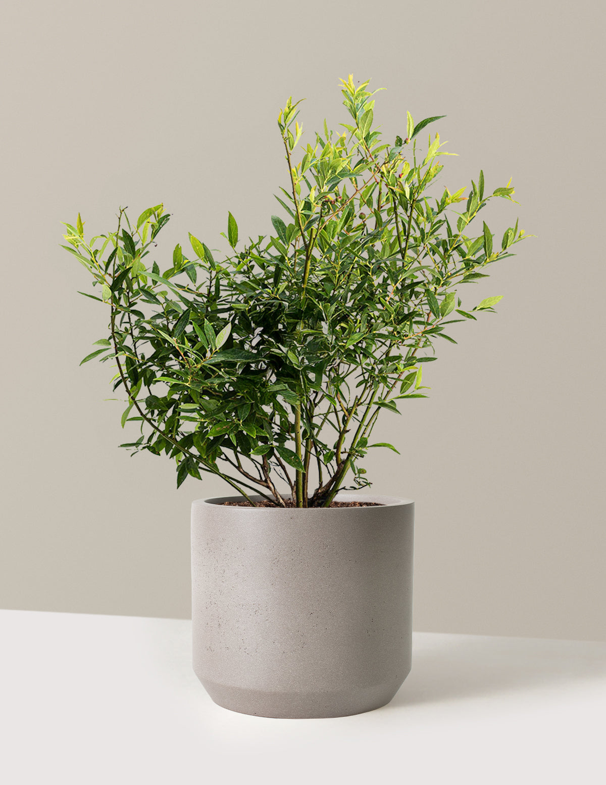 bundle | 3 Gallon - Single | Mexia | Cement Grey