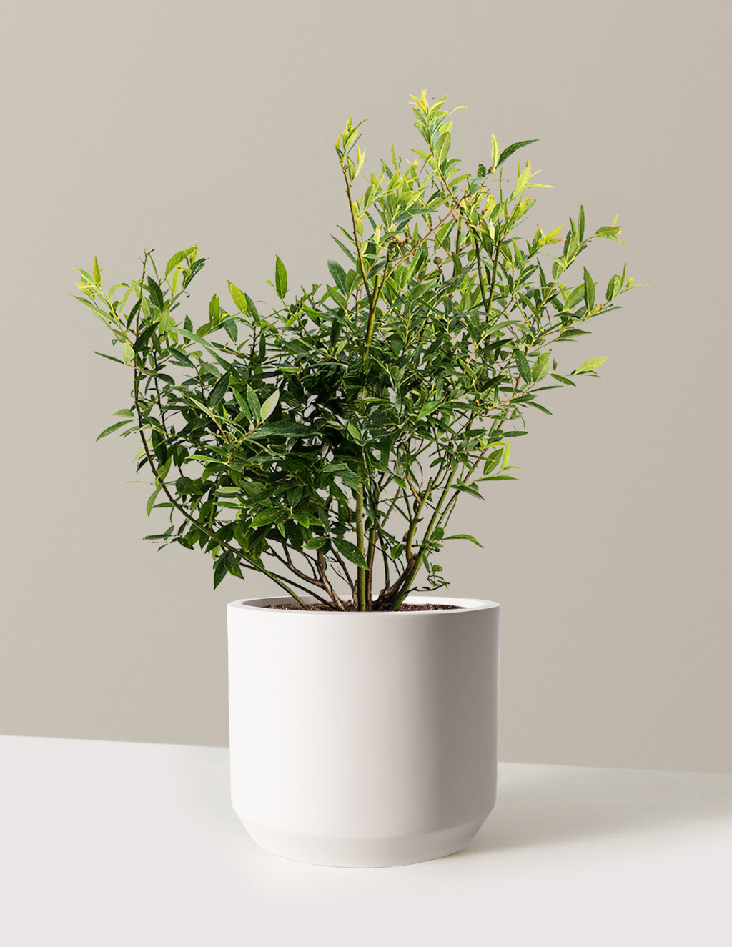 bundle | 3 Gallon - Single | Mexia | Cream