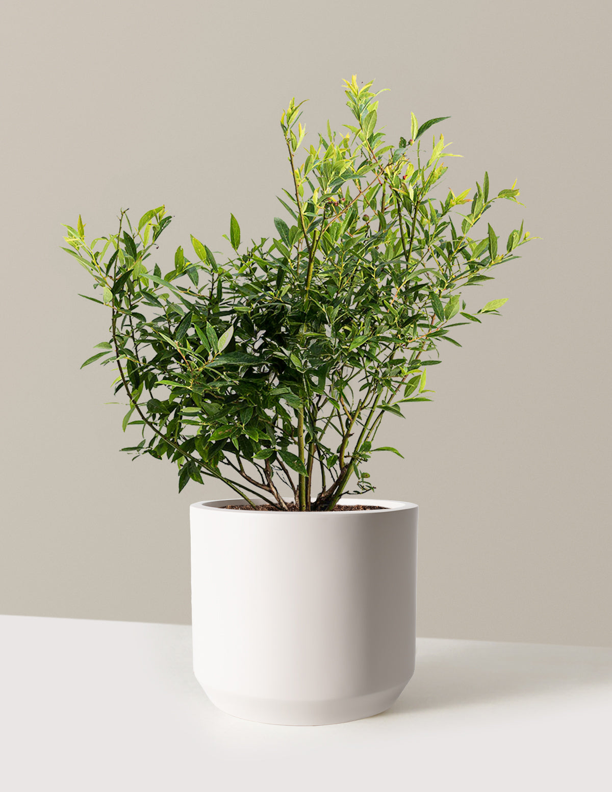 bundle | 3 Gallon - Single | Mexia | Cream
