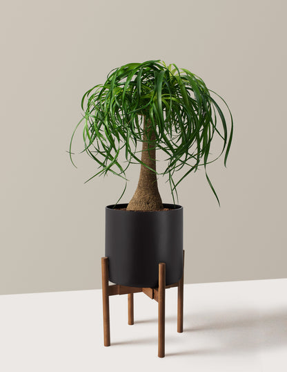 Ponytail Palm