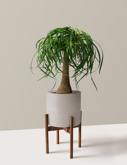 Ponytail Palm